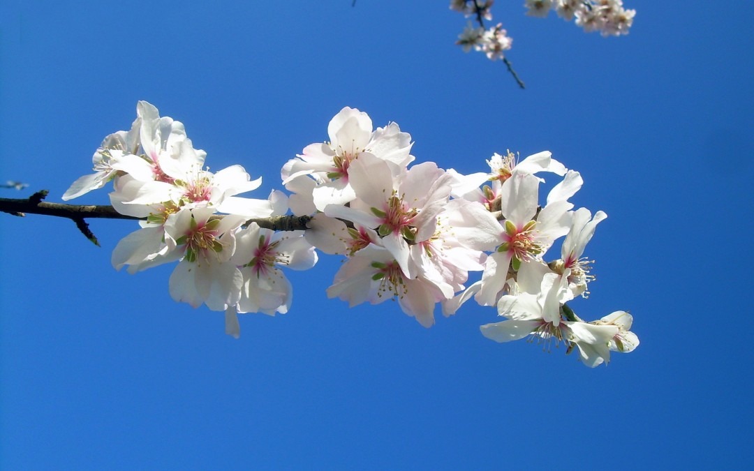 Sei su: pruno selvatico in fiore (dettaglio)