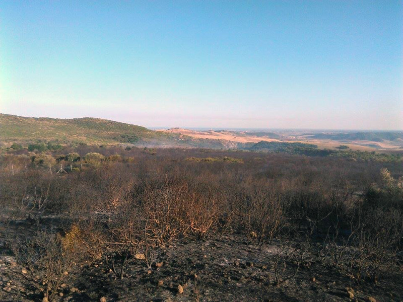 Effetti dell’incendio in località Lucignano (Matera) 2015