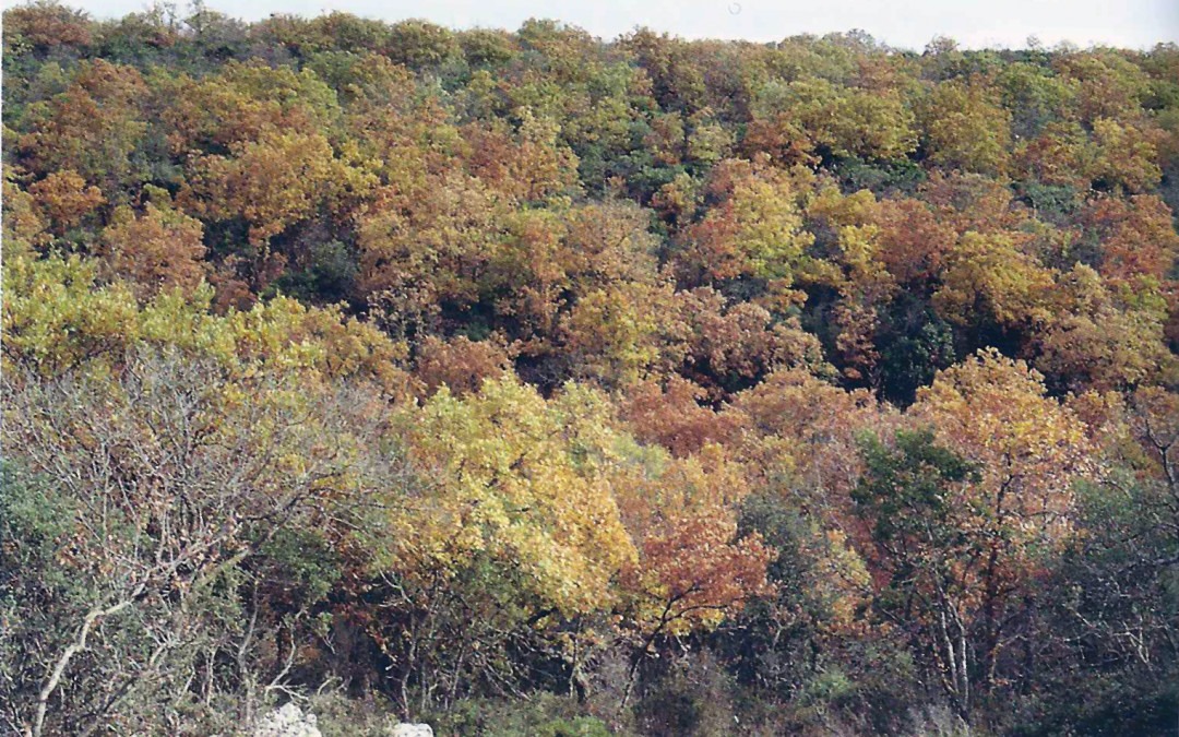 Lucignano: il bosco sacro della Murgia Materana