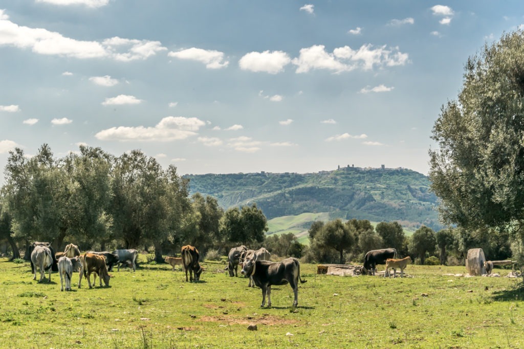 Sei su: mangiare e bere a Matera. Podoliche al pascolo brado in agro di Matera. Sullo sfondo, il paese di Montescaglioso