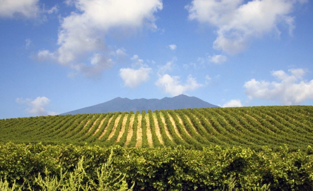 Sei su: Mangiare e bere a Matera. Vigneto di aglianico con monte Vulture sullo sfondo.